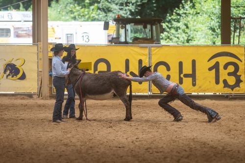 HALA-Westernove preteky-drezura AQHA finale