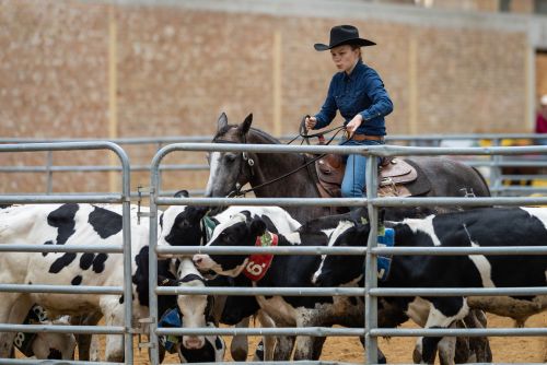 HALA-Westernove preteky-cutting NCHA show