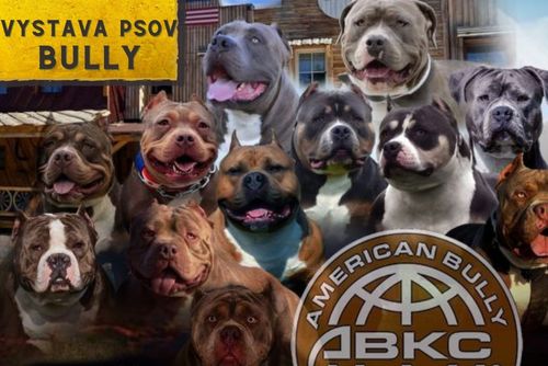 HALA - Výstava psov Bully Club Slovakia
