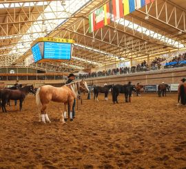 SLOVAK STALLION SHOW 2025