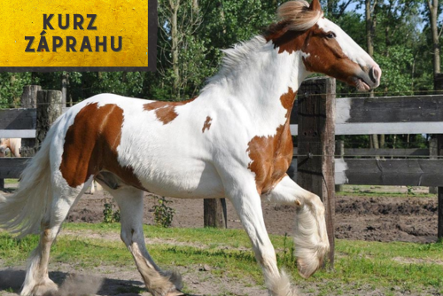 HALA - Kurz záprahu chovateľov Írskych cobov