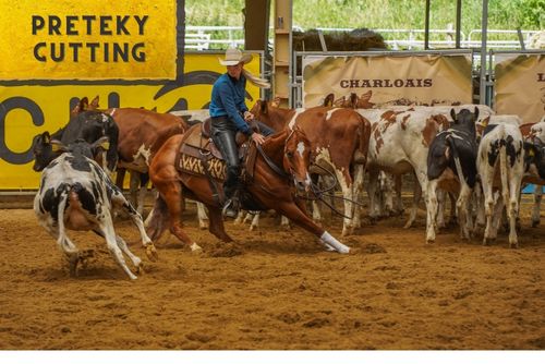 HALA - 4NCHA Slovakian Challenger Show + CE ERCHA Regional Show (4NCHA + ERCHA + SAWRR)