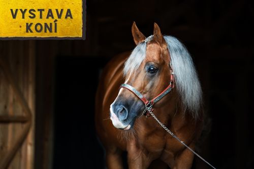 HALA - Show plemenných žrebcov a aukcia koní