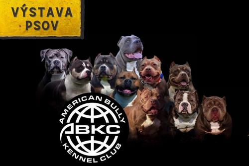 HALA - Výstava psov Bully Club Slovakia