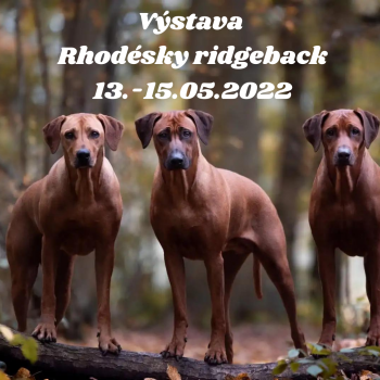 HALA - výstava psov Rhodéský ridgeback