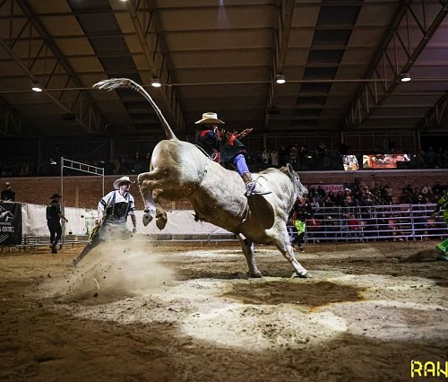 Bull Riding