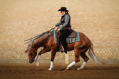 SLOVENSKÁ VÝSTAVA HŘEBCŮ 8.3. 2025