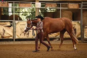 HALA - Drezura All Round - SAWRR 2. kolo + WRC B