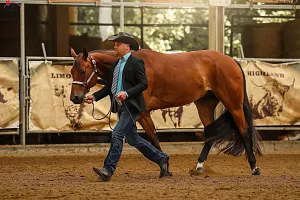 HALA - MSR - Drezurní všestrannost SAWRR