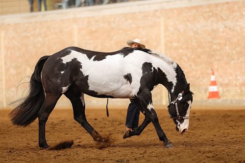 SLOVENSKÁ VÝSTAVA HŘEBCŮ 2026