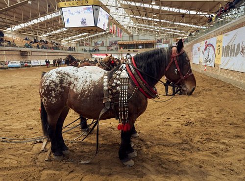 Fašiangy s Furmanskými Pretekmi