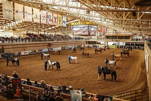 SLOVAK STALLION SHOW 2027