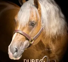 ŽREBEC PUREGOLD MASTER