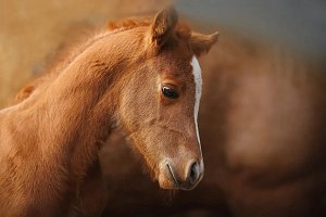 DB Sleduj mě, zlato