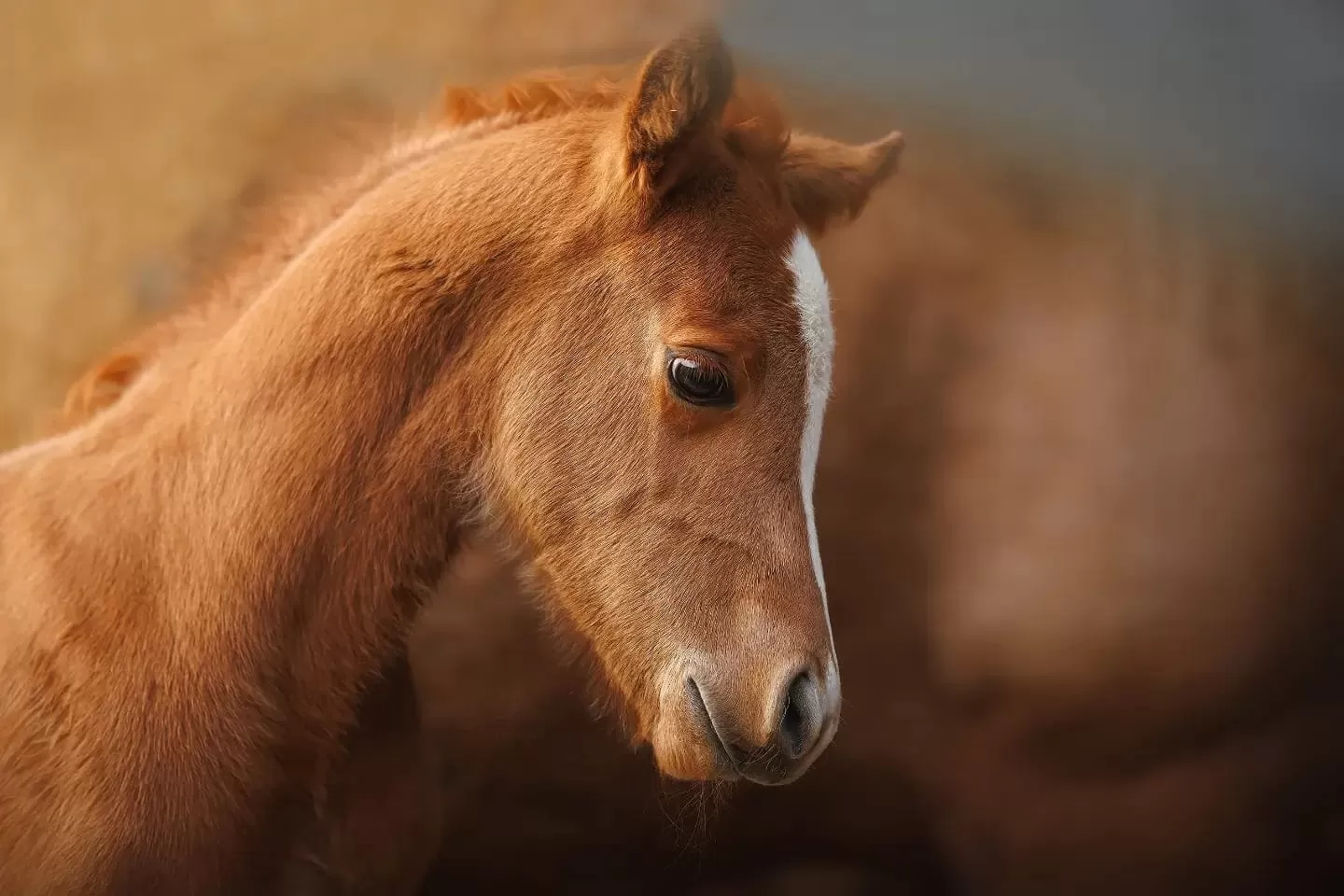 DB Sleduj mě, zlato