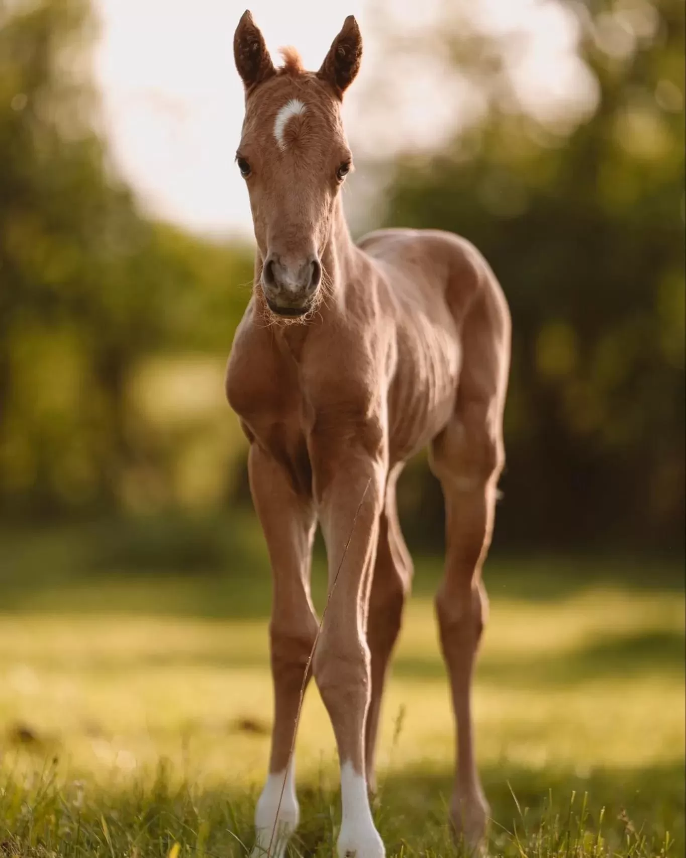 DB Half Blood Prince