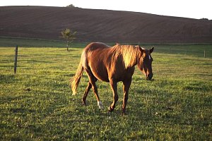 Princezna Peppy Chic