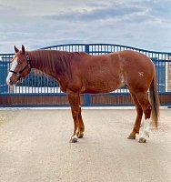 Panenka GC Shine Shorty