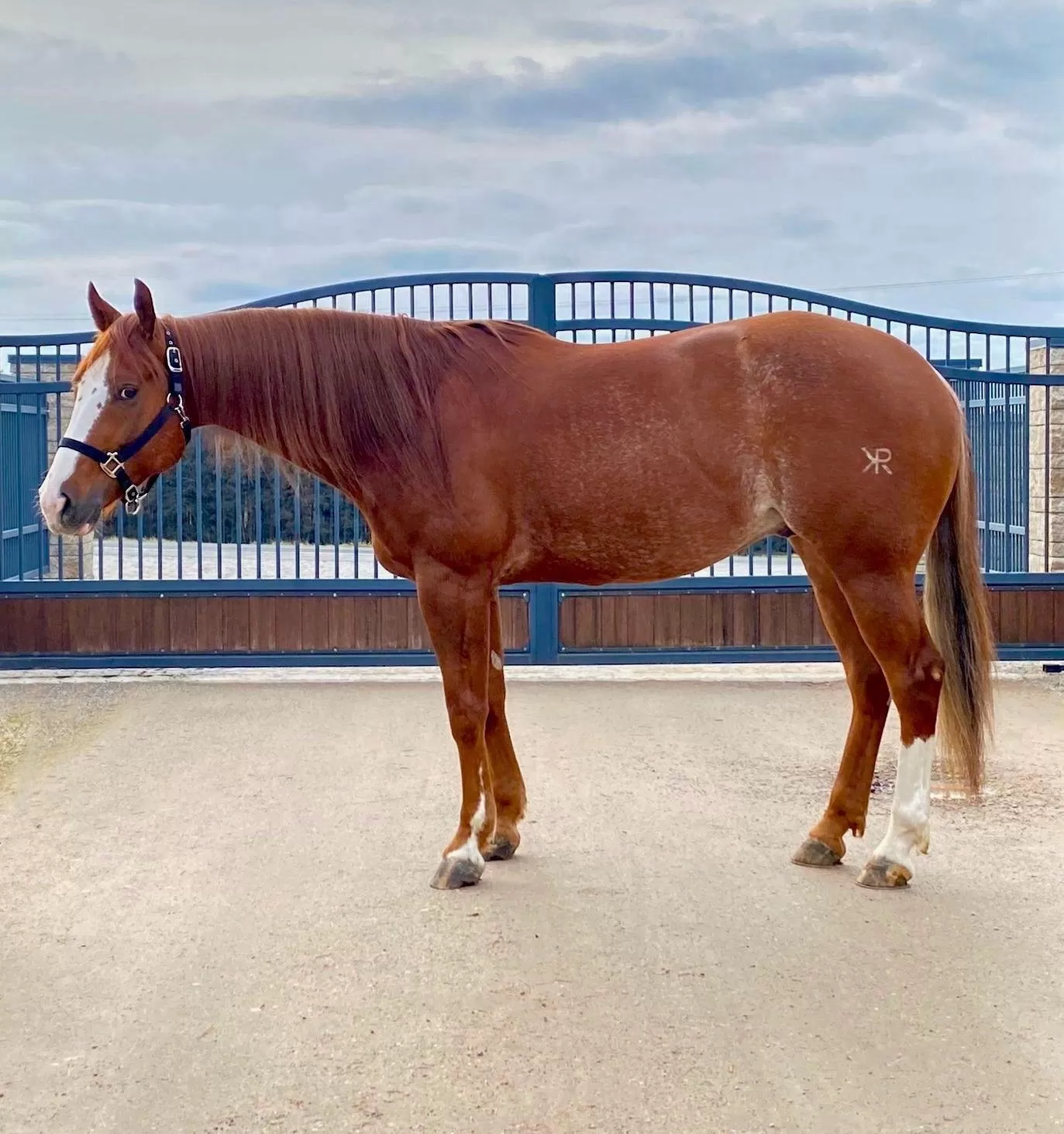 Panenka GC Shine Shorty