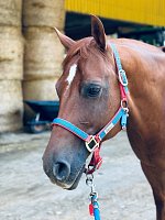 Velitelství Masters