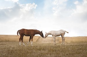 DB KRÉMOVÝ VÝSTŘEL ZE DVOU