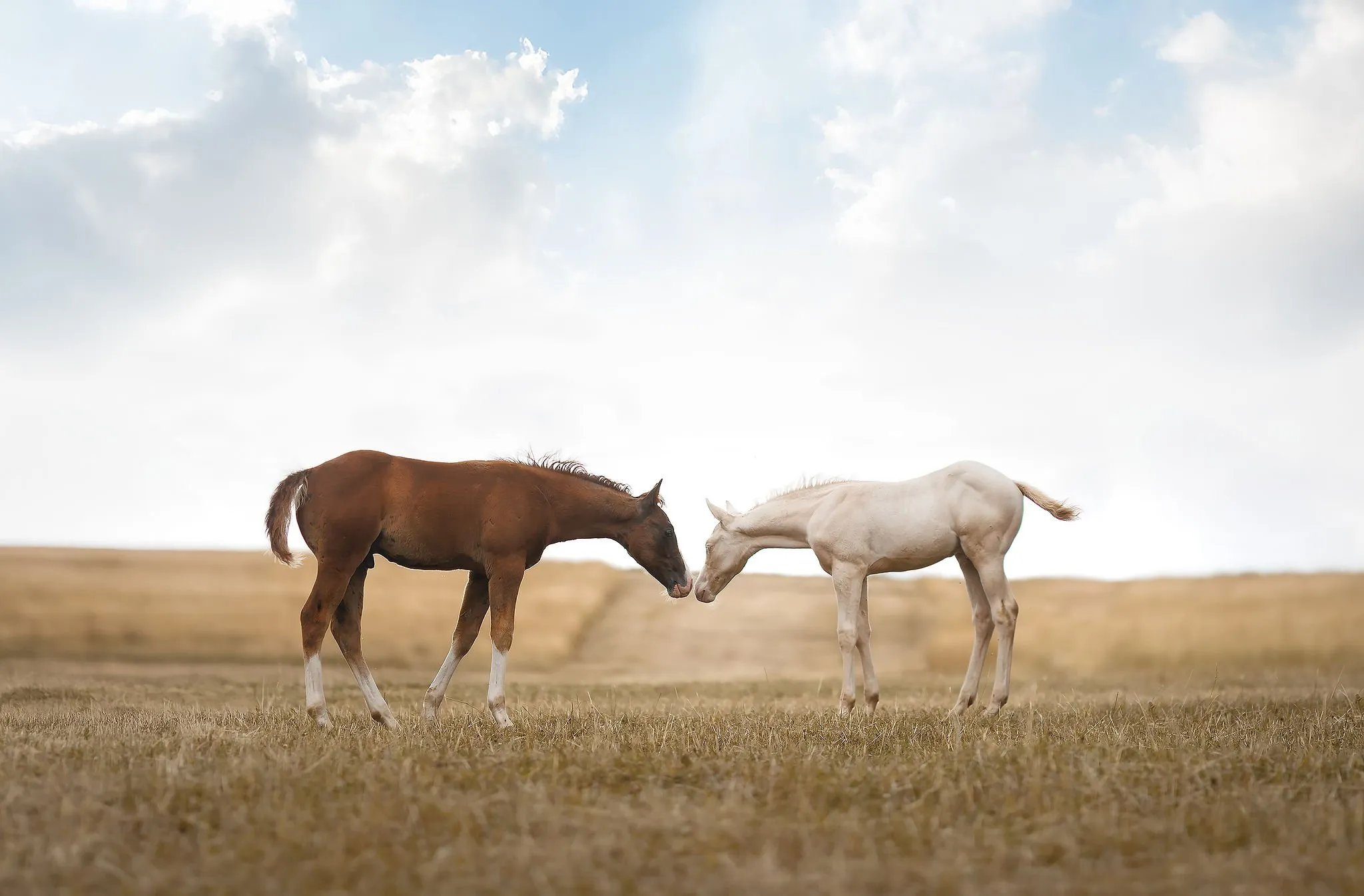 DB KRÉMOVÝ VÝSTŘEL ZE DVOU