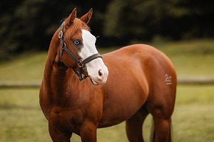 Kouřící meloun Chick