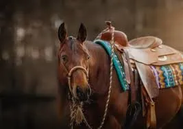 DB Half Blood Prince