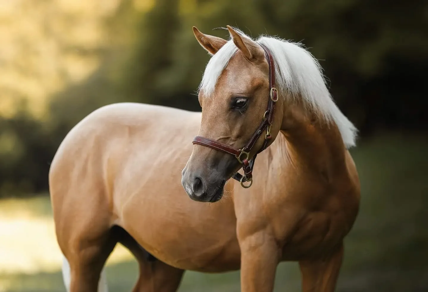 DB Princ dvojí krve