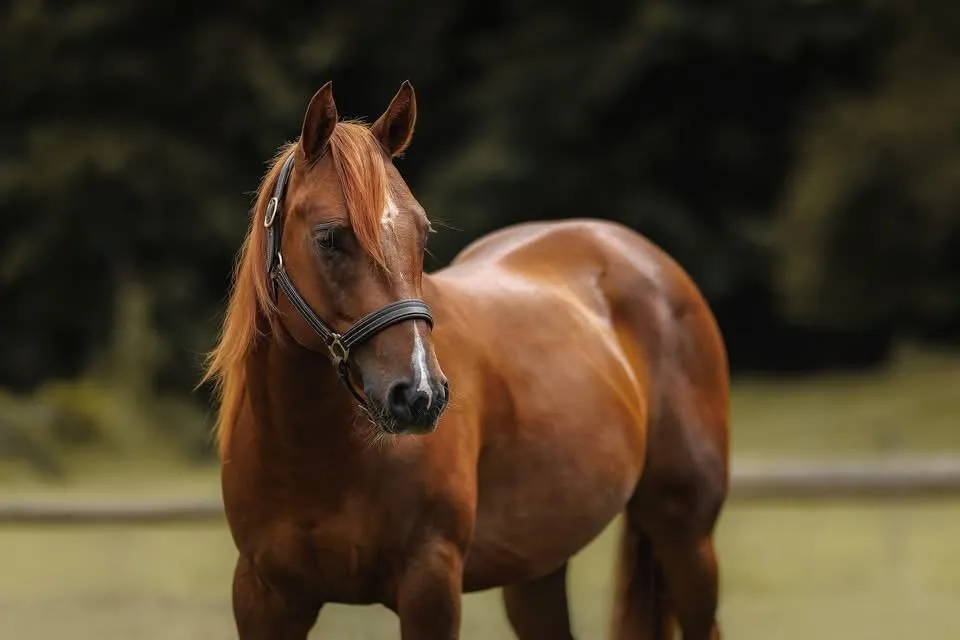 DB Tinsel Gin "Gino"