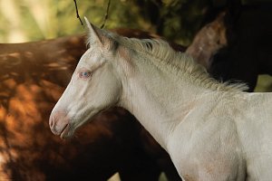 DB KRÉMOVÝ VÝSTŘEL ZE DVOU