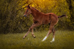 DB Mr Grey Fox "Sigma"