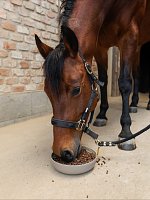 Predaj krmiva a doplnkov pre kone