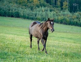 DB Biena Whiz Chex