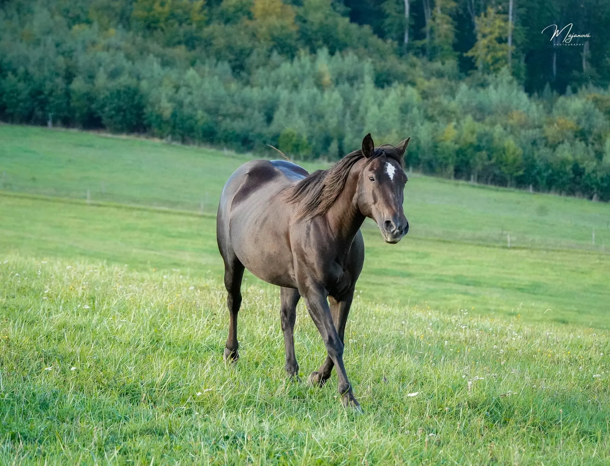 DB Biena Whiz Chex