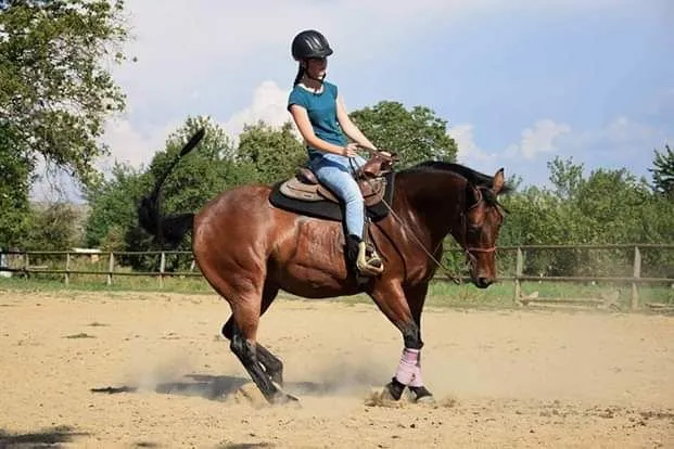 DB Impex Olena Chex